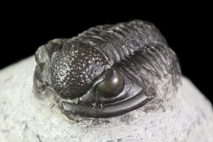 Bargain, Gerastos Trilobite Fossil - Morocco #69116